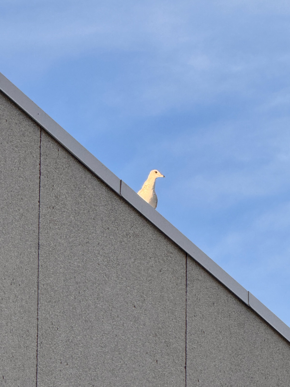 A gull perched on the edge of a grey rooftop